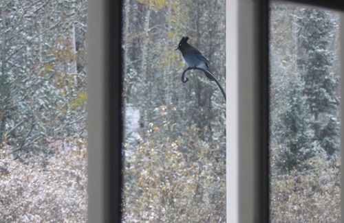 Divide Cottage | Relax and Unwind at the most relaxing place in Colorado.