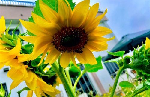 Kajiado County Villa | Rodis Boma