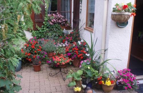 Noyant-Villages House | Rose