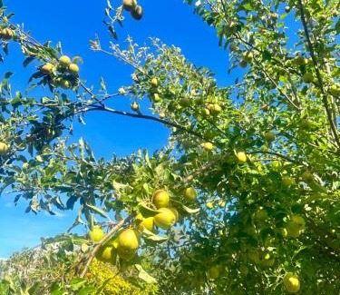 Glenorchy House | Rose Homey Home