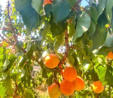 Glenorchy House | Rose Homey Home