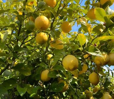 Glenorchy House | Rose Homey Home