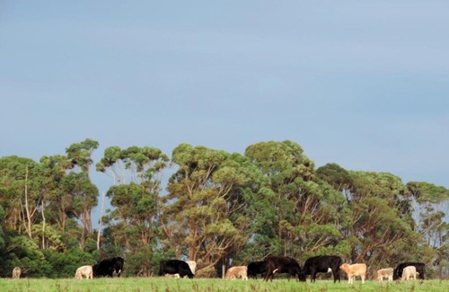 Simpson Bed & Breakfast | Ruby Rose