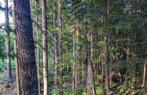 Courtenay Ski Chalet | Rustic A frame Chalet. Hiking & Biking access at your door! * Glamping *