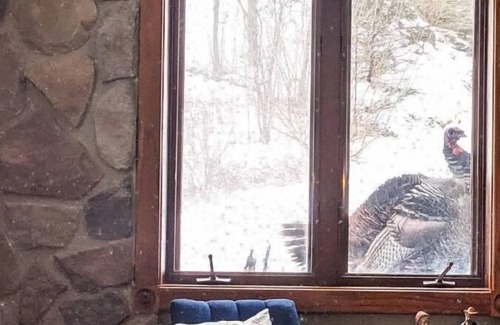 Decorah House | Rustic Acres Cabin & Springs