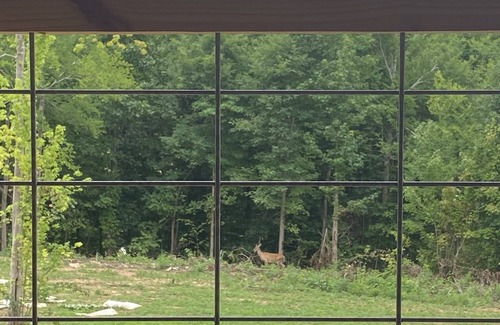 Newport Cabin | Rustic Charm in the Great Smoky Mtns