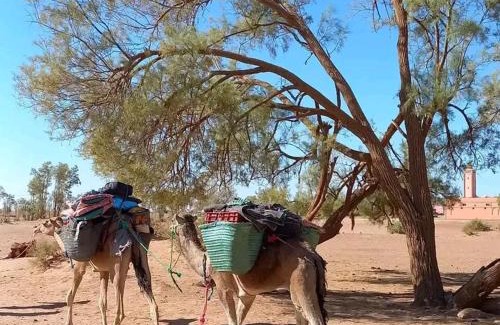 M'Hamid El Ghizlane Other | Sahara Camp Light