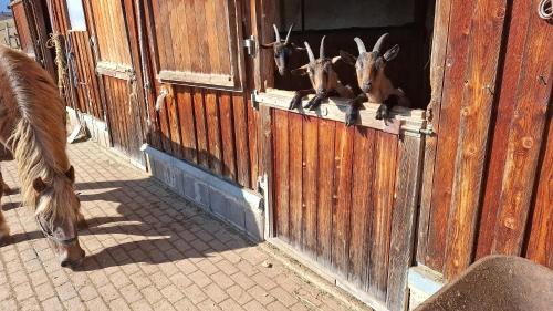 Rudenberg Apartment | Schwarzwaldblick