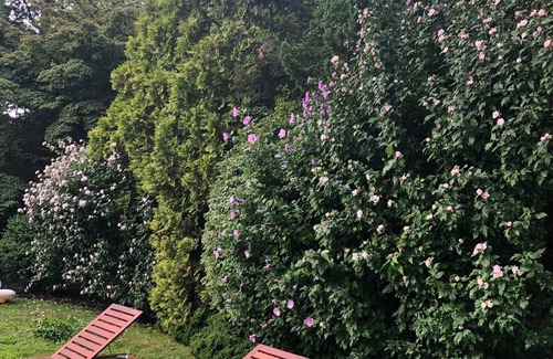 Remsenburg House | September is the best time in the Hamptons. Gorgeous property-Pool & Tennis.