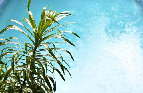 Arambol Apartment | Serendipity Goa - Service Apartments and Cafe