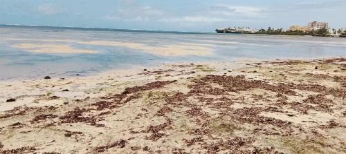 Bamburi Apartment | Serene Luxury Seaview Homestay Nyali Msa