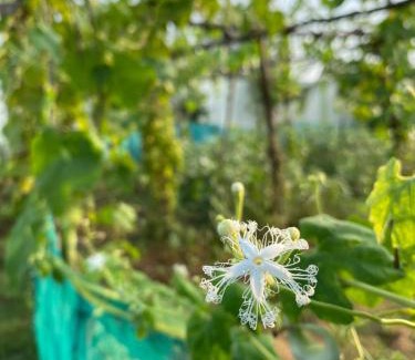 Kalpakkam Villa | Serenity Farms (Haripriya Garden)