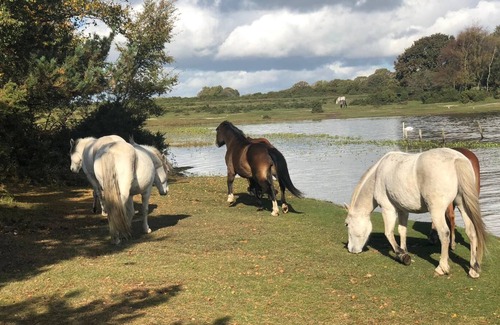 New Forest District Cabin | Sheric Lodge @ Shorefield Country Park