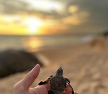 Rekawa Resort | Shine Wave Turtle Beach