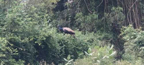 Papasanam House | Skanda Gardens