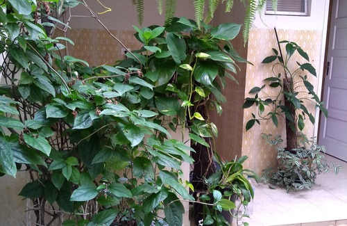 Jordanopolis House | Sobrado Comfortable with lots of green. Garden on site and square in front.