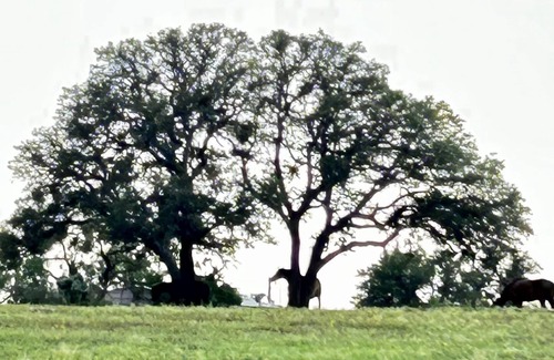 Llano RV Rental | Solar eclipse campsite. Bring your tent!