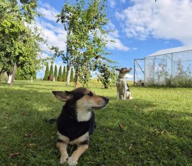 Kamieniec Zabkowicki House | Sosnowa 61