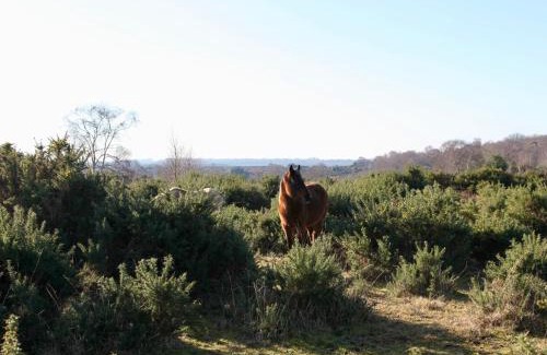 New Forest District House | Stable Cottage