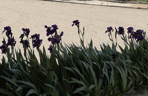 Kingman Other | Stay at Your Own Farmhouse at Azblue! A Private Gated Ranch Retreat on acreage!