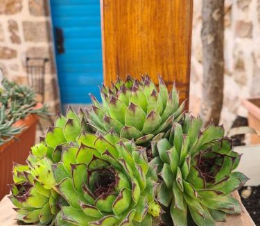 Seline Villa | Stone house Goranova kuća