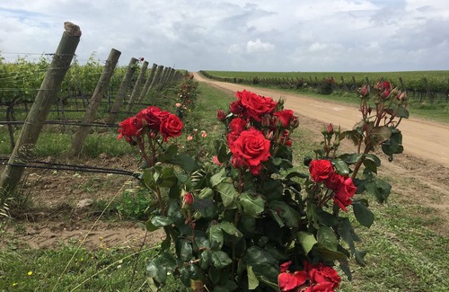 Giovinazzo Villa | Studio apartment, near Fiera and Airport, access to the swimming pool and tennis court