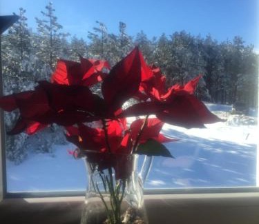 Divcibare Apartment | Studio Viline kose