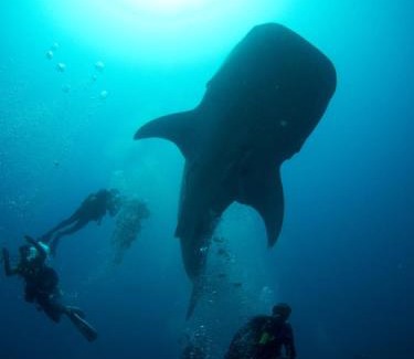 Fuvahmulah House | Suffix Retreat - Stay, Dive & Explore Fuvahmulah