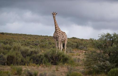 Oudtshoorn Cabin | Swartberg Private Game Lodge
