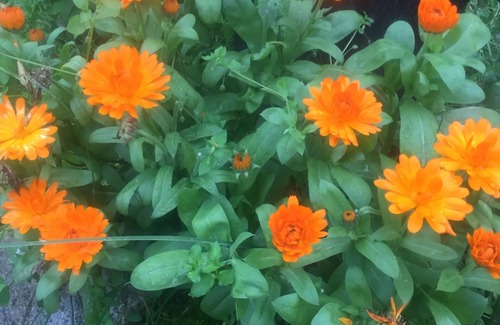 Talkeetna Apartment | Taiga Tooth, B&B. Kathy’s Kabin, on Christiansen Lake, Talkeetna, Alaska