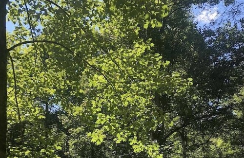 Bryson City RV Rental | Tentrr Signature Site - Needmore Outdoor Sanctuary