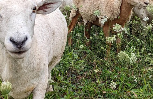 Taylorstown RV Rental | Tentrr Signature Site - Regenerative Farm near Pittsburgh