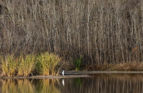 Jackson Other | Tentrr State Park Site - Mississippi LeFleur's Bluff State Park - Mayes Lake B - Single Camp