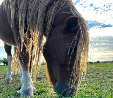 Sommacampagna Apartment | Tenuta Oasi del cavallo