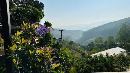 Lam Ha Other | Thông Reo Farm & Homestay