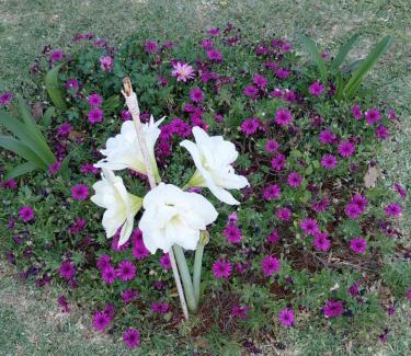 Makhado House | The Affectionate One