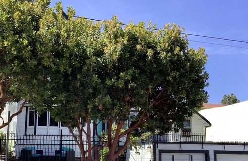 Westside Santa Cruz Bed & Breakfast | The Boardwalk Beach House Bed & Breakfast