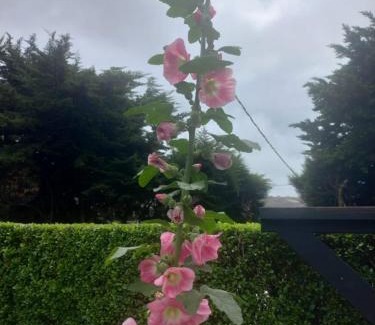 Nuwara Eliya Hotel | The City Grand Resort Nuwara Eliya