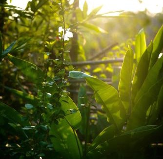 Tala House | The Flying Squirrel Bandhavgarh