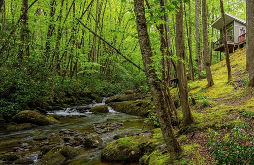 Robbinsville Cabin | The Owl's Perch - Backwoods glamping cabin over amazing creek