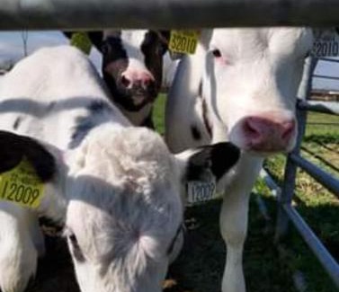 County Laois House | The Ranch Cabin