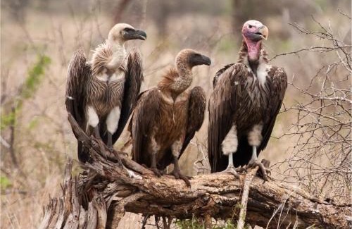 Maruleng Apartment | The Wild Horizon - Hoedspruit Safari Lodge