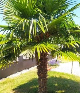 Mosonmagyarovar Apartment | Thermal Garden