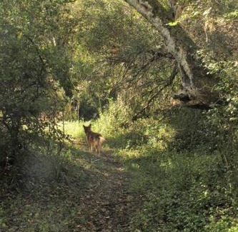 Buffalo Hills Game Reserve Apartment | Thornybush, Bridge Cottage