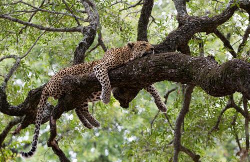 Thorny Bush Game Reserve Cabin | Tintswalo Safari