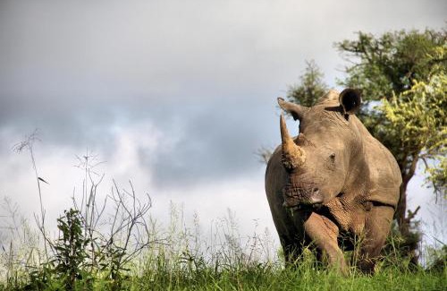 Thorny Bush Game Reserve Cabin | Tintswalo Safari