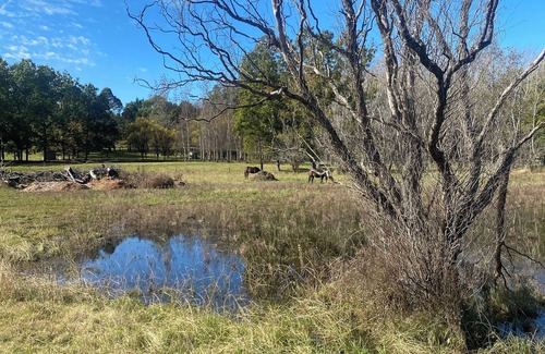 Burradoo Cottage | Tiny Garden Cabin