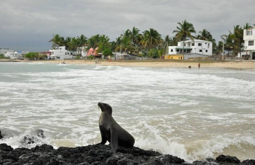 Puerto Villamil House | Tour to volcan, swim with sharks! Double Room Suite #7
