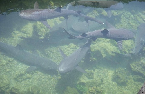 Puerto Villamil House | Tour to volcan, swim with sharks - Marriat #6