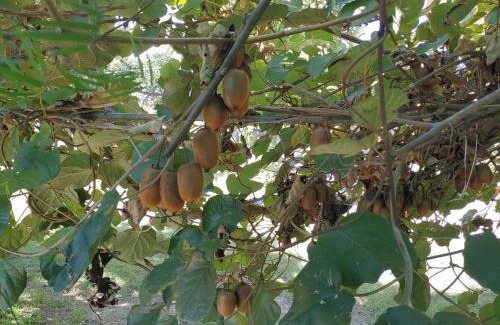 Sidhpur House | Touristen Holiday Home A luxury Villa